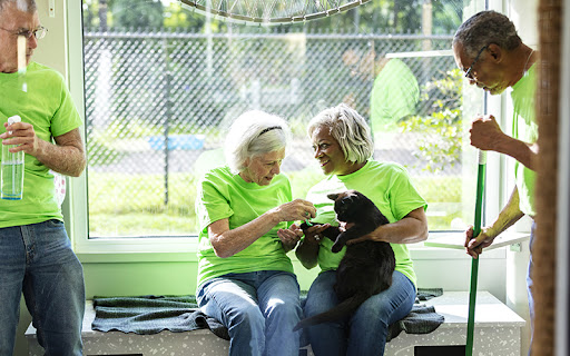seniors volunteering at an animal shelter with a cat